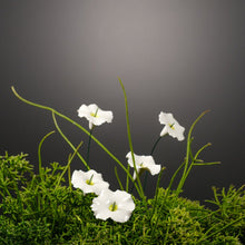 Lade das Bild in den Galerie-Viewer, Ge03 - Zauberhut aus Porzellan